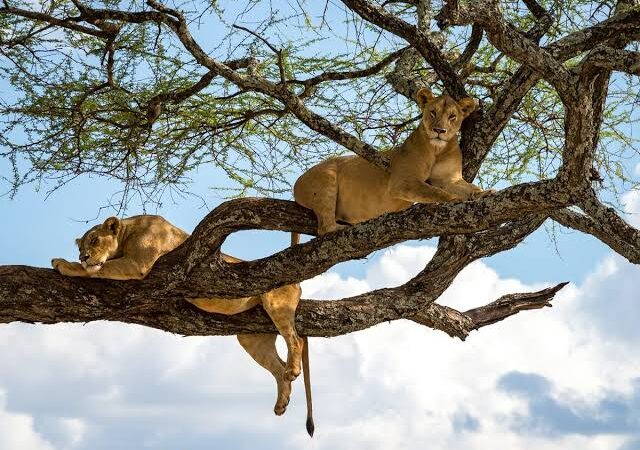 tree climbing lions