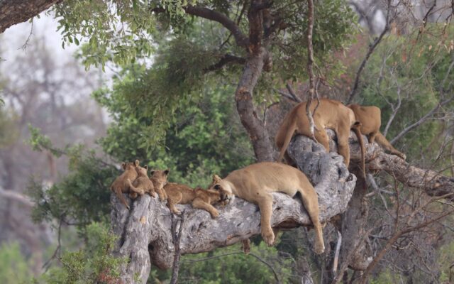 Ishasha Sector (Queen Elizabeth National Park)