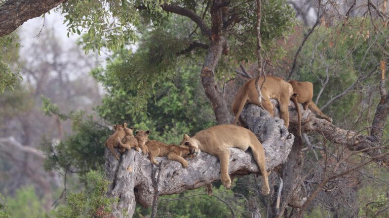 Ishasha Sector (Queen Elizabeth National Park)