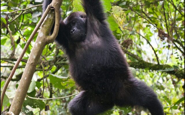 Gorilla Trekking Cost Per Person