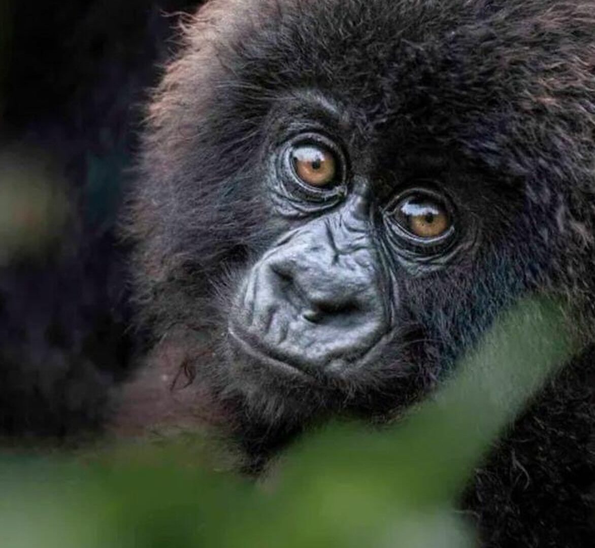 Gorilla Trekking Cost from Entebbe — Uganda safari travel guide