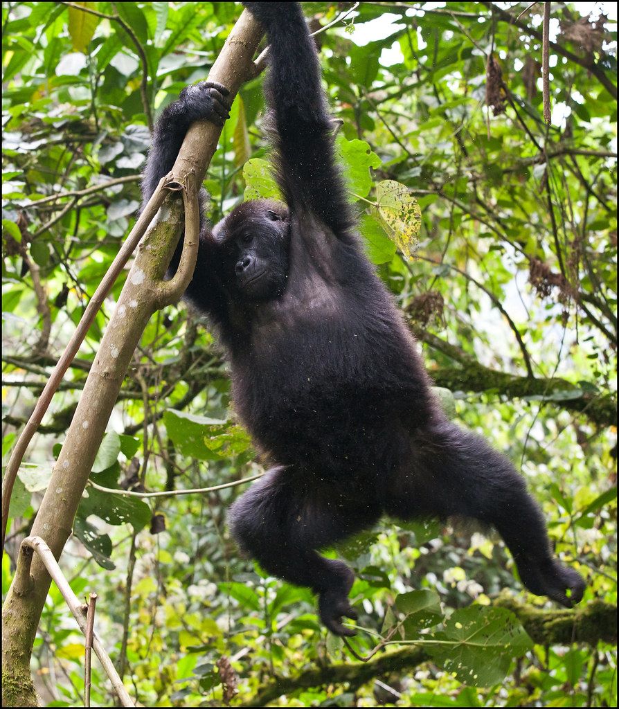 Gorilla Trekking Cost Per Person — Uganda safari travel guide