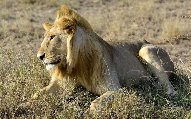 1-Day Tsavo East National Park with Red Elephant