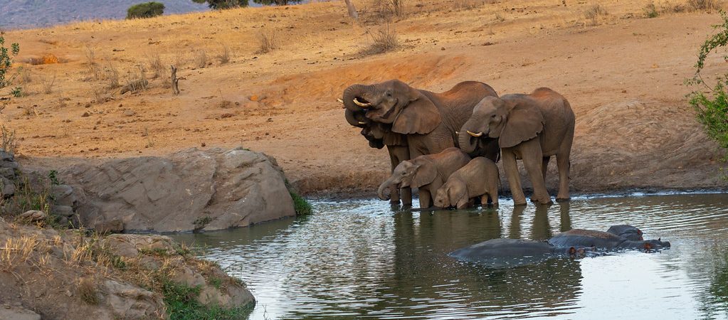 tsavo east and west trip in kenya