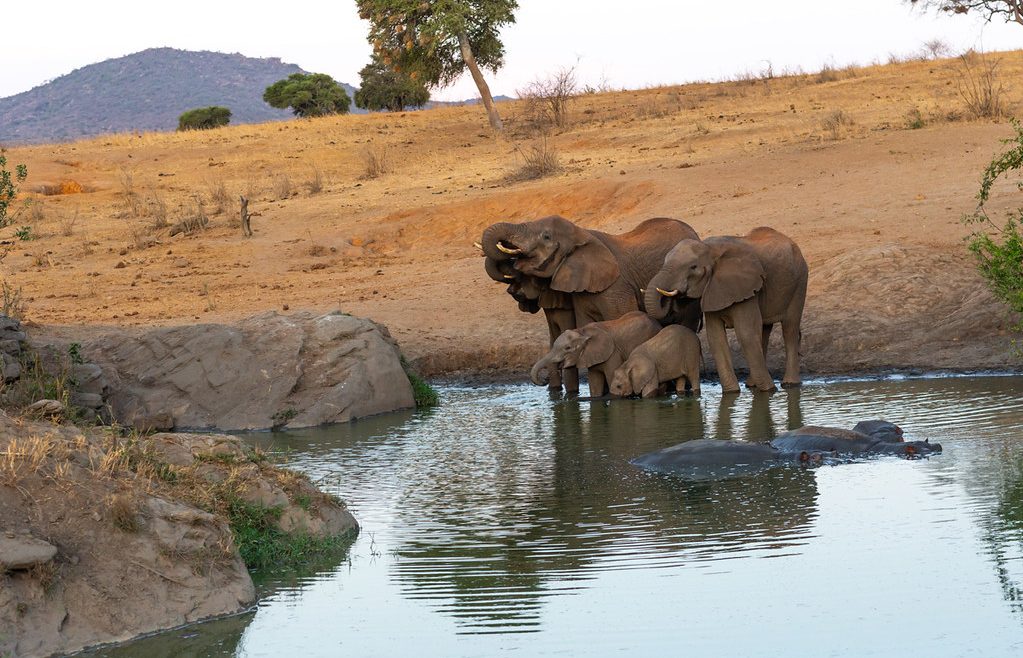 tsavo east and west trip in kenya