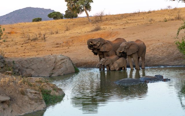 3-Day Tsavo West National Park Trip from Mombasa