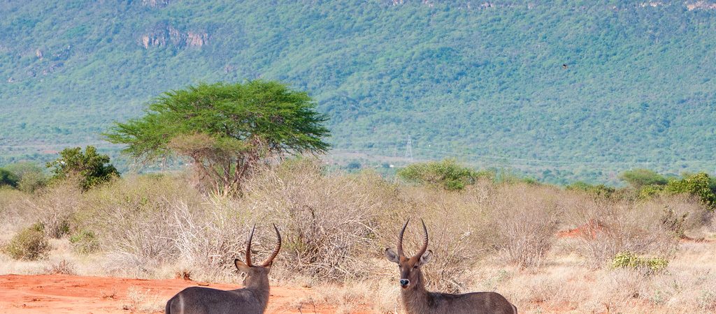 tsavo waterbuck kenya