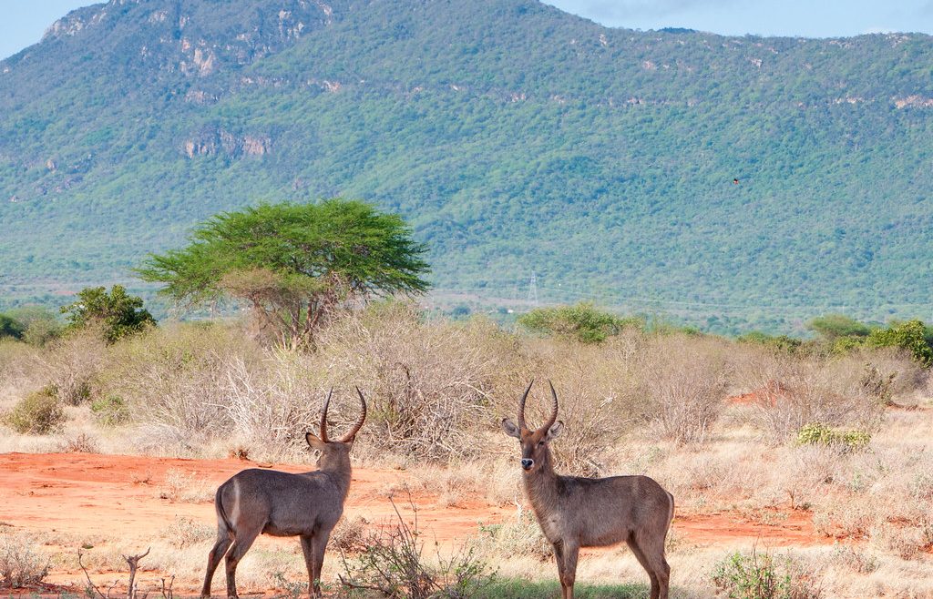 tsavo waterbuck kenya