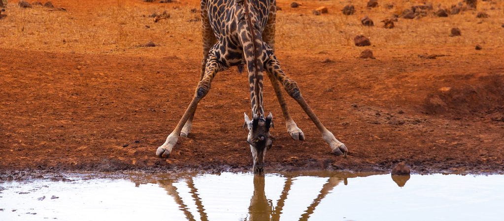 tsavo west kenya wildlife