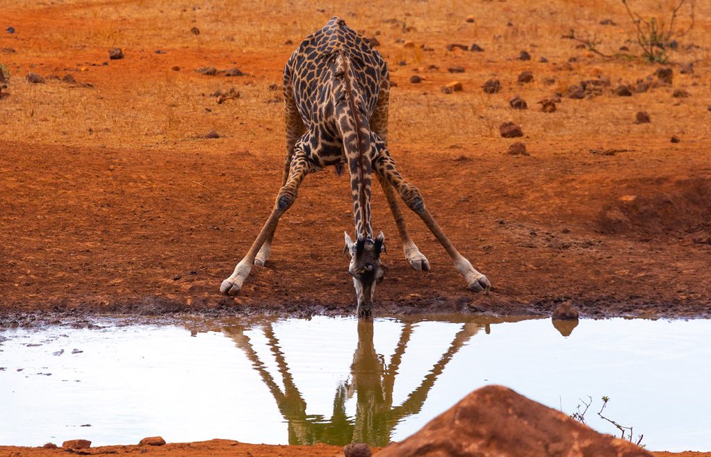 tsavo west kenya wildlife