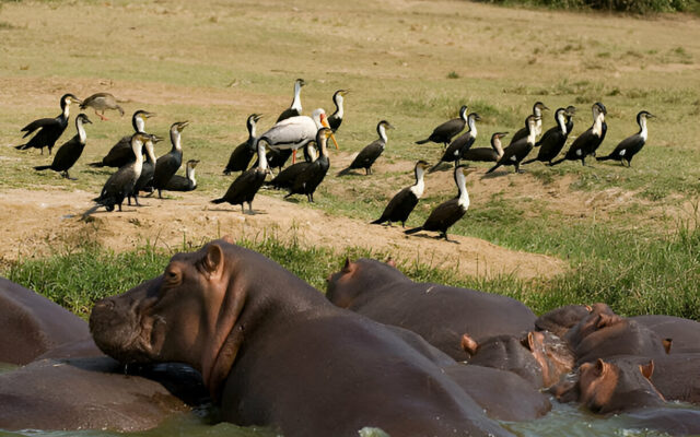 4 Day Uganda Safari Cost