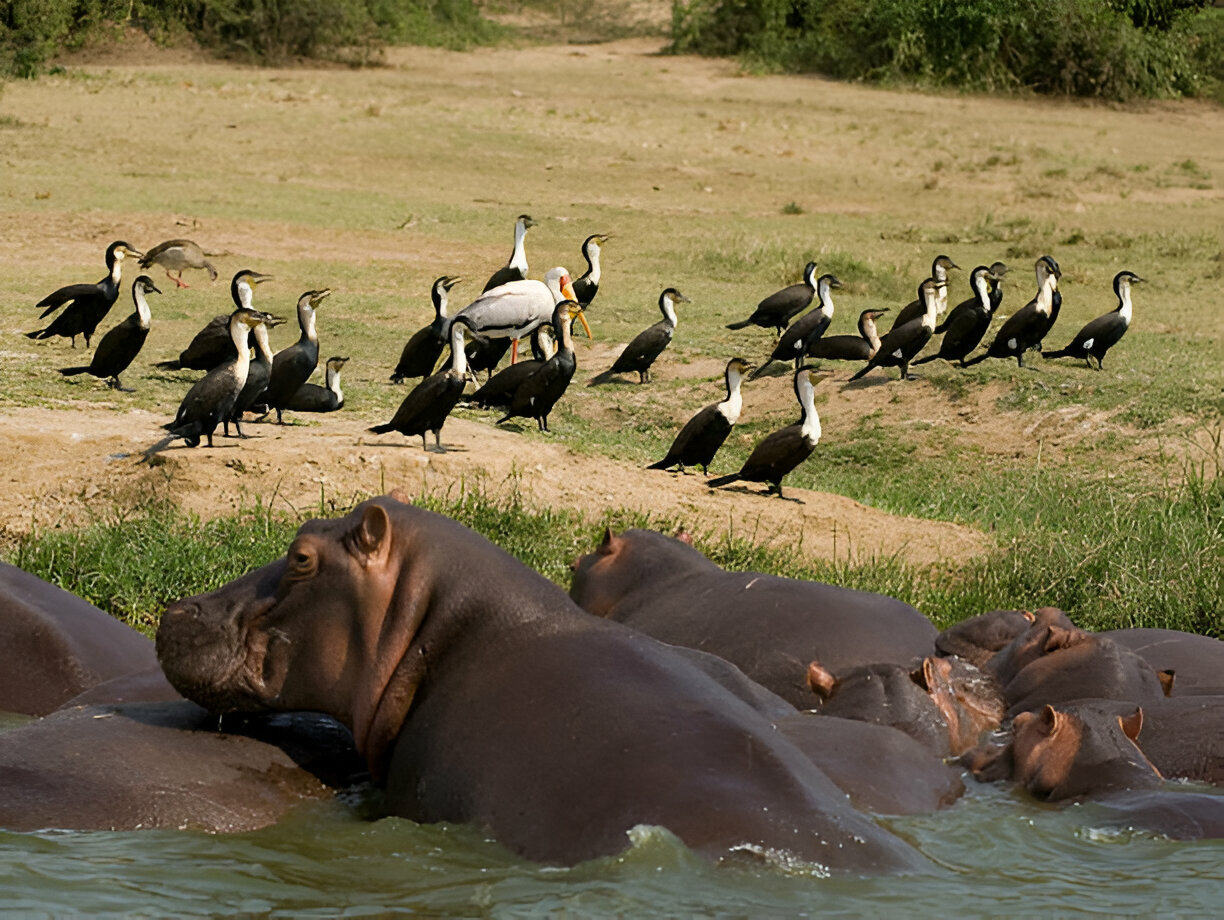 4 Day Uganda Safari Cost — Uganda safari travel guide