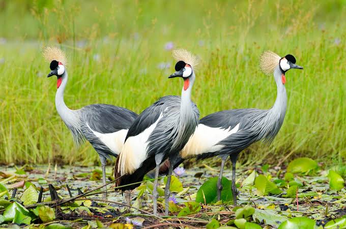 Uganda SIM Cards — Uganda safari travel guide