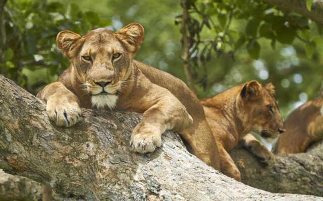 14 Day Ultimate Uganda Safari