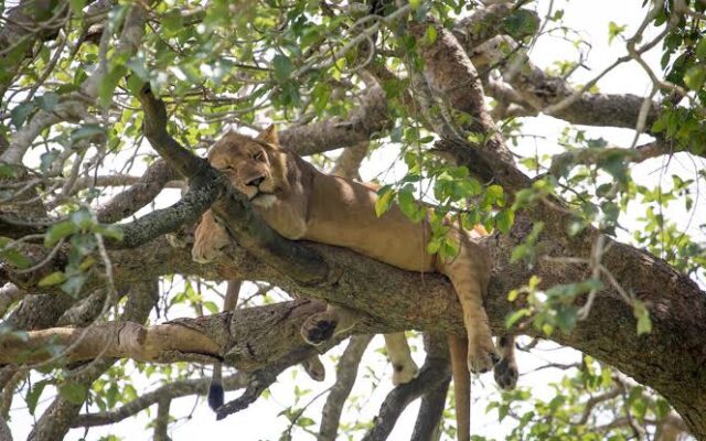 14 Day Ultimate Uganda Safari
