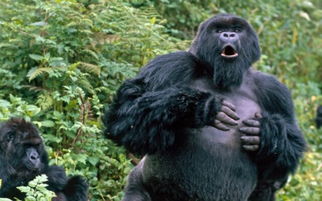 Uganda Gorilla Trekking Safaris