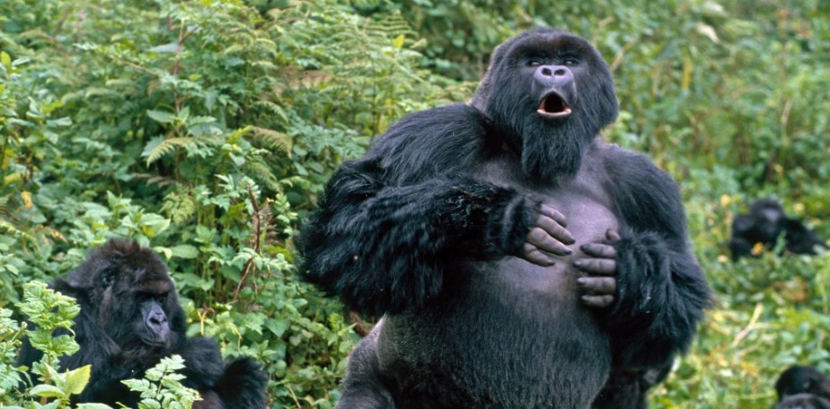 Uganda Gorilla Trekking Safaris — Uganda safari travel guide