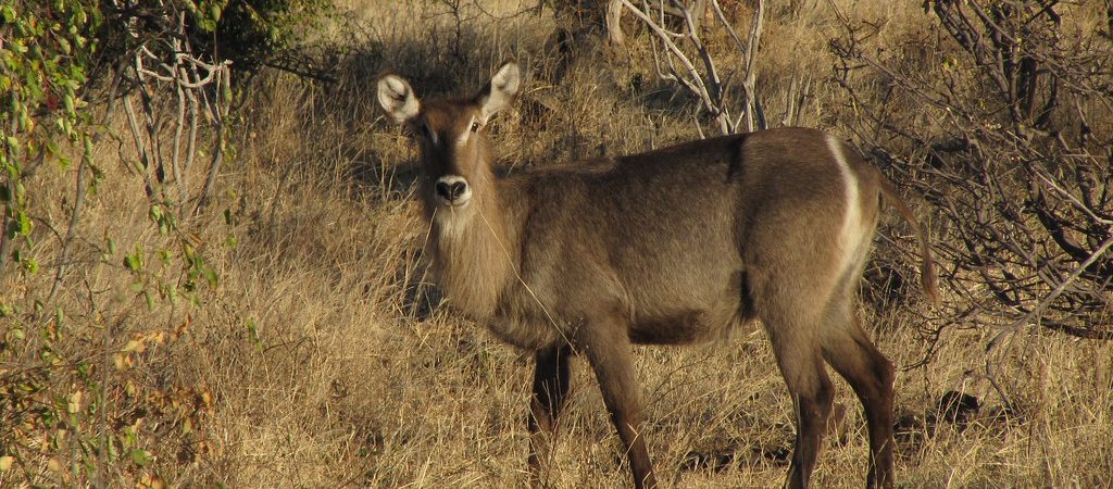 waterbuck chobe