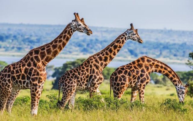 9 Days Uganda Wildlife Safari