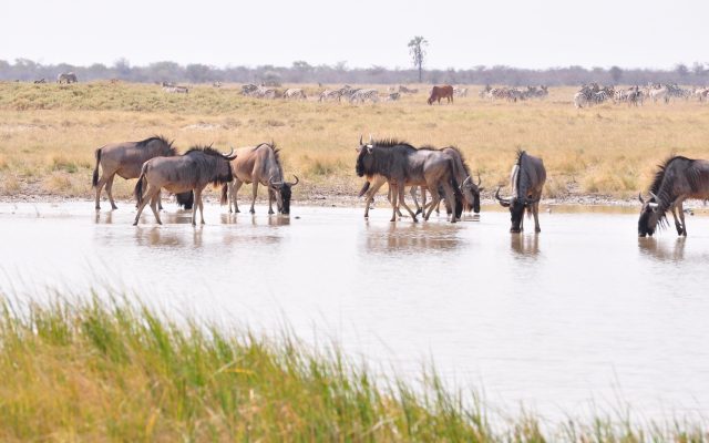 4-Day Makgadikgadi Pans Culture & History