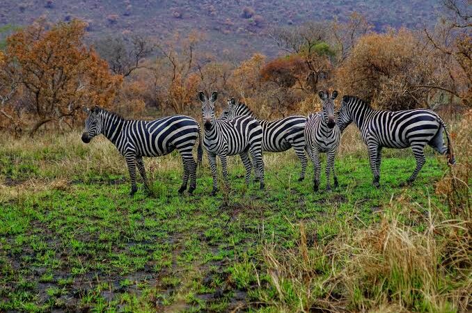 wildlife in rwanda