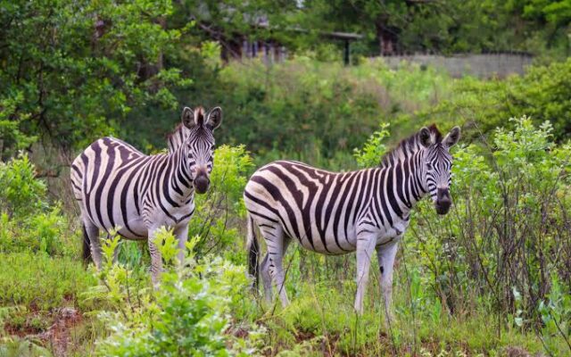 wildlife up close in the Mlilwane Wildlife Sanctuary