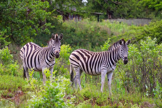 wildlife up close in the Mlilwane Wildlife Sanctuary