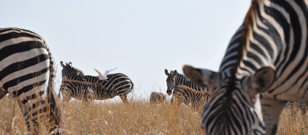 zebra in nairobi national park