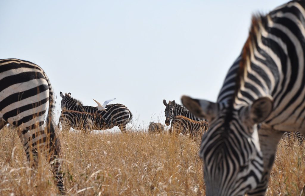 zebra in nairobi national park