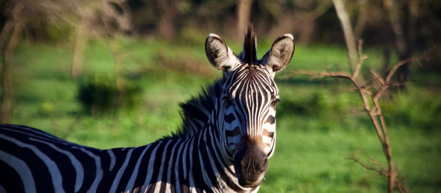 zebras