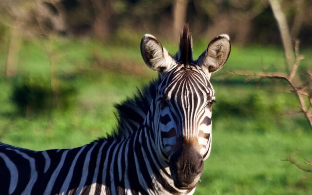 14 Day Ultimate Uganda Safari