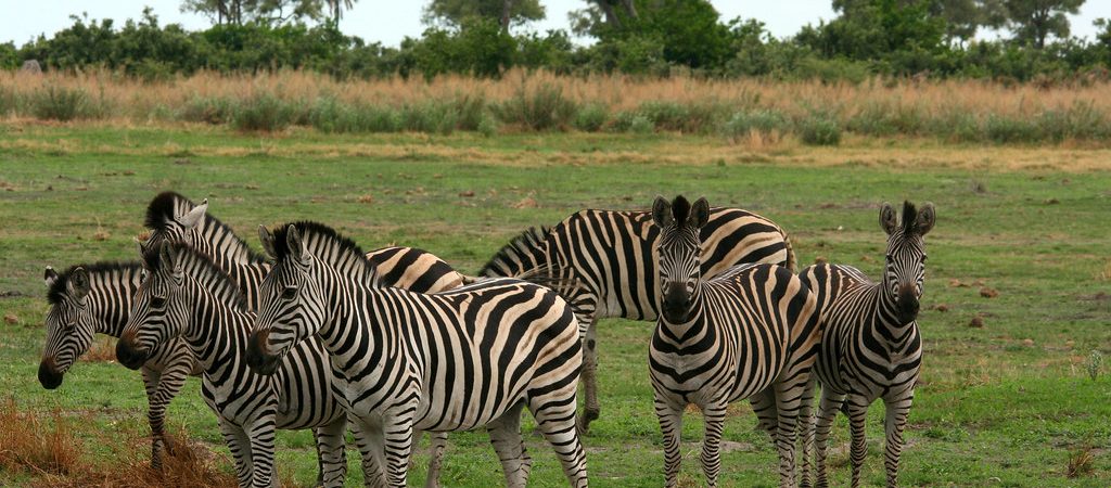 zebras in moremi