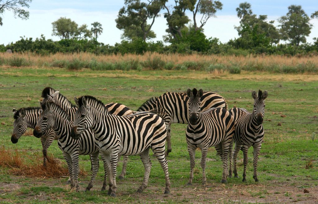 zebras in moremi