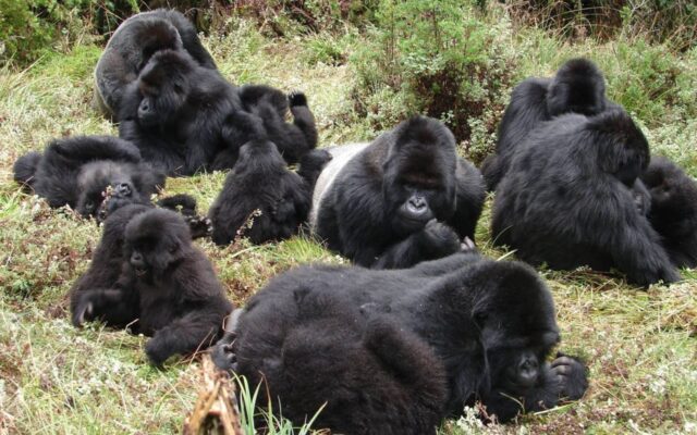 10 Amazing Mountain Gorilla Facts You Didn’t Know
