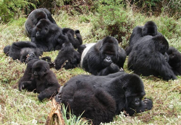 10 Amazing Mountain Gorilla Facts You Didn’t Know