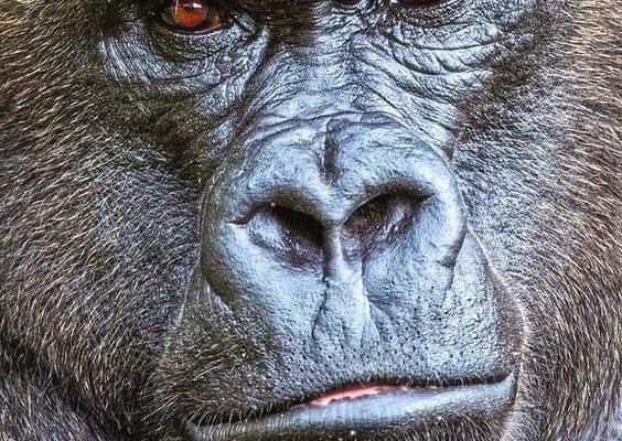 Why Book Gorilla and Chimpanzee Trekking in Uganda The primate guide