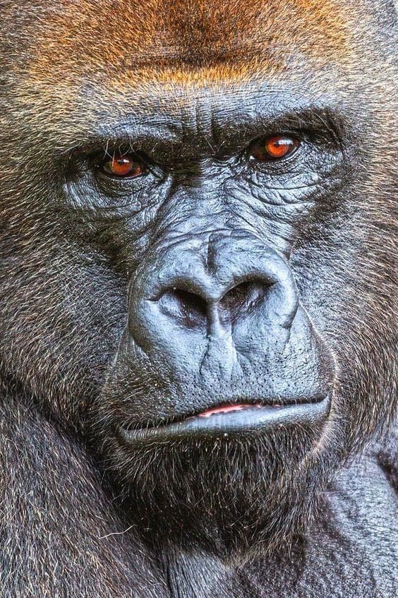 Why Book Gorilla and Chimpanzee Trekking in Uganda: The primate guide