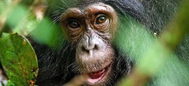 Discover Kibale National Park: Uganda’s Primate Paradise and the Ultimate Chimpanzee Experience