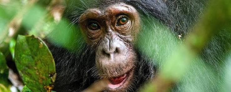 Discover Kibale National Park: Uganda’s Primate Paradise and the Ultimate Chimpanzee Experience