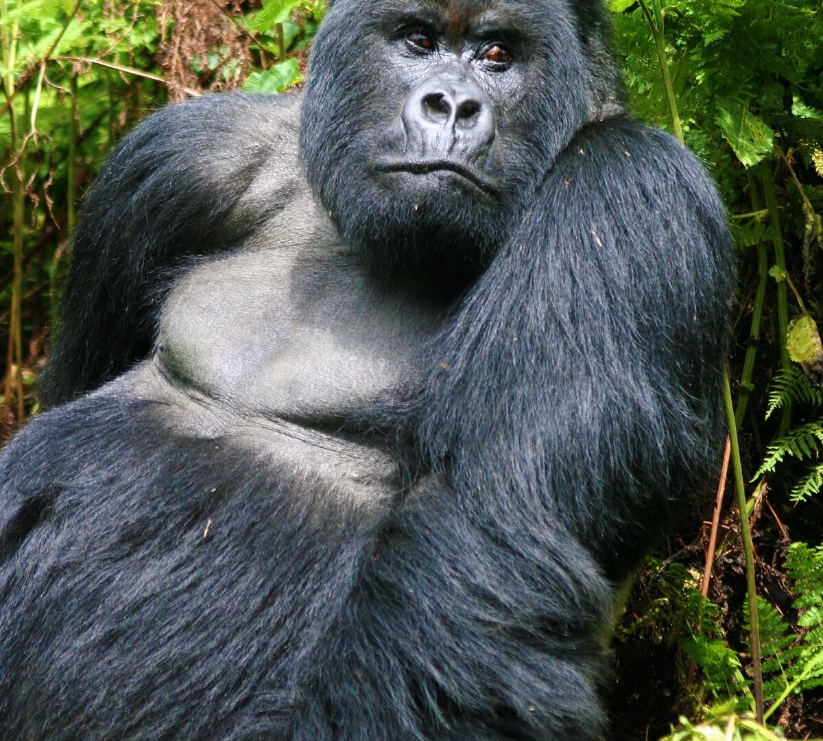 the current gorilla status