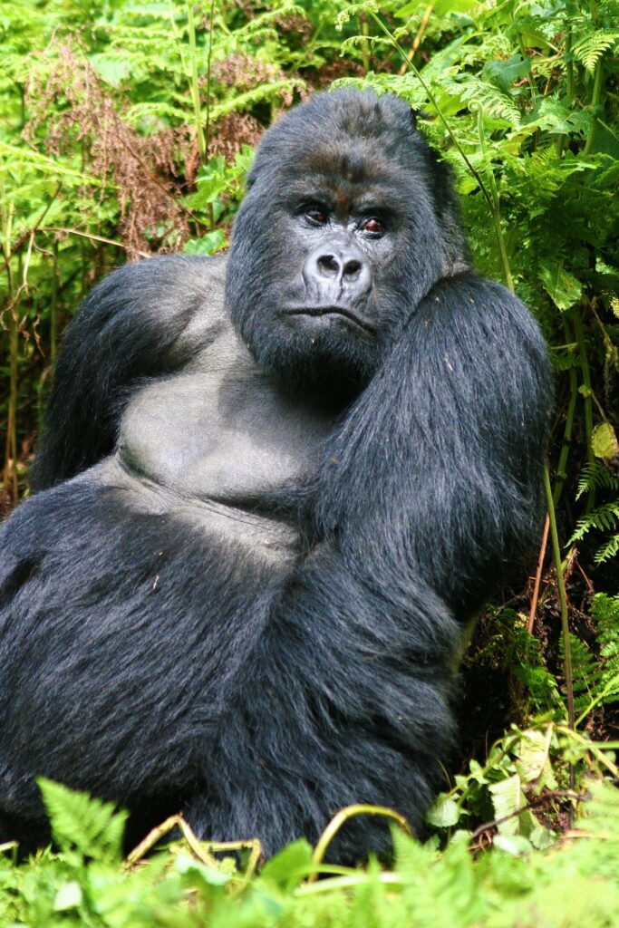 the current gorilla status