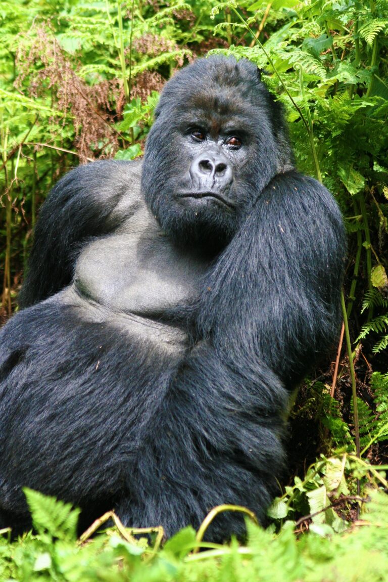 The Current Status of Mountain Gorillas Today: Population, Conservation Success, Challenges & The Future of Gorilla Trekking in Uganda