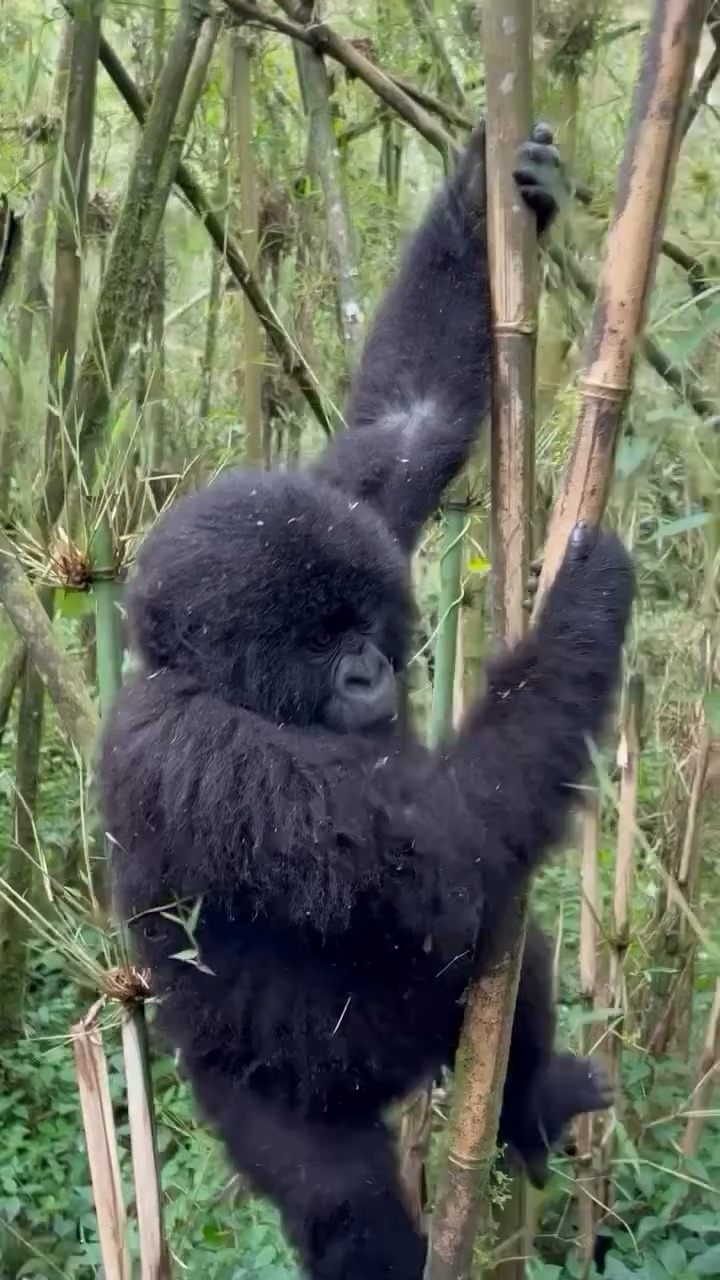 Safari moment on Instagram